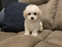 Sheldon Cooper, a male Poochon for sale in Pawnee, OK – Photo 7 of 10