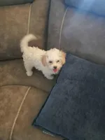 Sheldon Cooper, a male Poochon for sale in Pawnee, OK – Photo 5 of 10