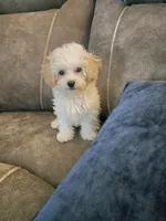 Sheldon Cooper, a male Poochon for sale in Pawnee, OK – Photo 4 of 10