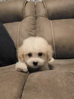 Sheldon Cooper, a male Poochon for sale in Pawnee, OK – Photo 8 of 10