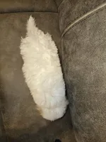 Sheldon Cooper, a male Poochon for sale in Pawnee, OK – Photo 6 of 10