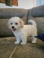 Sheldon Cooper, a male Poochon for sale in Pawnee, OK – Photo 2 of 10