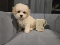 Sheldon Cooper, a male Poochon for sale in Pawnee, OK – Photo 10 of 10
