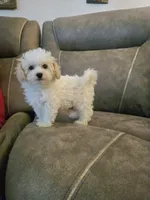 Sheldon Cooper, a male Poochon for sale in Pawnee, OK – Photo 1 of 10