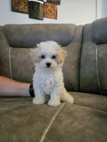 Sheldon Cooper, a male Poochon for sale in Pawnee, OK – Photo 3 of 10