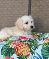 Bella , a female Doxiepoo for sale in Pawnee, OK – 7 of 10
