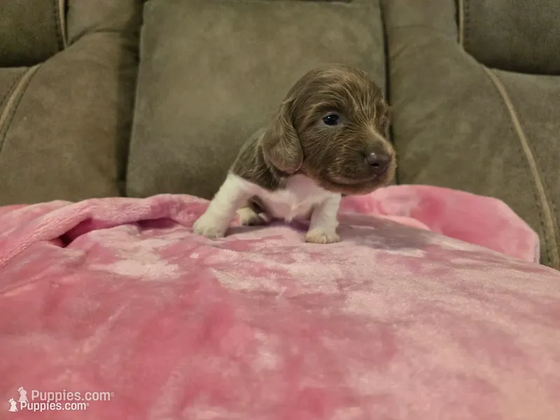 Violet – Miniature Dachshund puppy for sale in Pawnee, OK