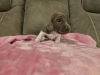 Violet, a female Miniature Dachshund for sale in Pawnee, OK – 2 of 10