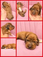 Rory Gilmore, a female Miniature Dachshund for sale in Pawnee, OK – 2 of 2