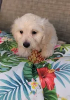 Bella , a female Doxiepoo for sale in Pawnee, OK – 5 of 10