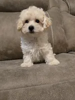 Colin, a female Bichon Frise and Poodle - Toy  for sale in Pawnee, OK – 8 of 8