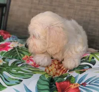 Bella , a female Doxiepoo for sale in Pawnee, OK – 3 of 10