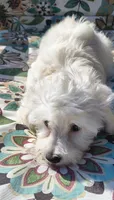 Leti, a female Doxiepoo for sale in Pawnee, OK – 3 of 10