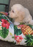 Bella , a female Doxiepoo for sale in Pawnee, OK – 9 of 10