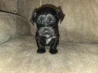Princess, a female Yorkipoo for sale in Pawnee, OK – 5 of 5