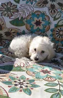 Leti, a female Doxiepoo for sale in Pawnee, OK – 8 of 10