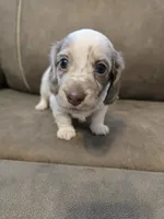 Ollie, a male Miniature Dachshund for sale in Pawnee, OK – 8 of 10