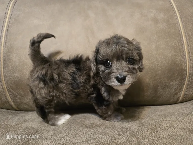Maui – Doxiepoo puppy for sale in Pawnee, OK