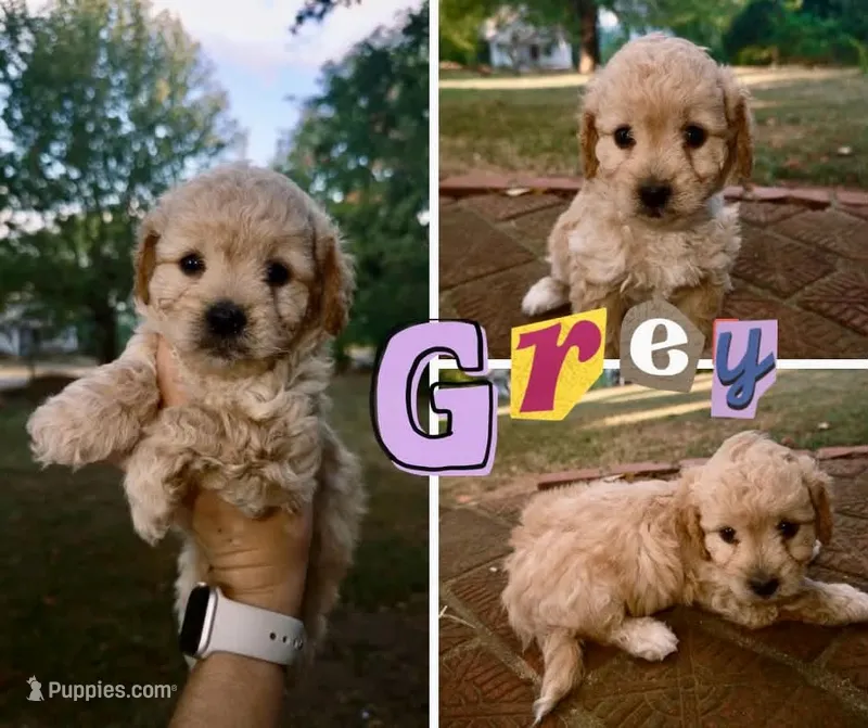 Theo – Bichon Frise, Poodle - Toy  puppy for sale in Pawnee, OK
