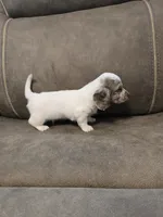 Ollie, a male Miniature Dachshund for sale in Pawnee, OK – 9 of 10