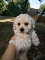 Benedict, a female Poochon for sale in Pawnee, OK – 1 of 1