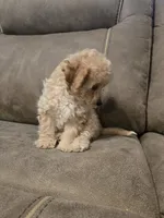 Theo, a female Poochon for sale in Pawnee, OK – 7 of 7