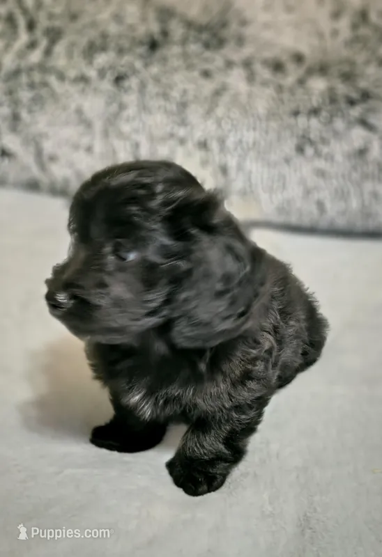 Lizzy – Doxiepoo puppy for sale in Pawnee, OK