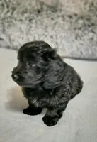 Lizzy, a female Doxiepoo for sale in Pawnee, OK – Photo 1 of 5