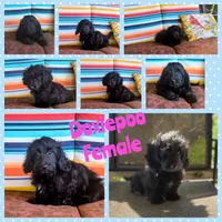 Lizzy, a female Doxiepoo for sale in Pawnee, OK – Photo 1 of 6