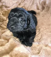 Lizzy, a female Doxiepoo for sale in Pawnee, OK – Photo 1 of 4