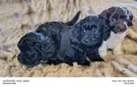 Lizzy, a female Doxiepoo for sale in Pawnee, OK – Photo 4 of 4