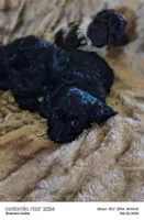 Lizzy, a female Doxiepoo for sale in Pawnee, OK – Photo 3 of 4