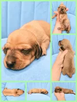 Luke Danes, a male Miniature Dachshund for sale in Pawnee, OK – 2 of 2