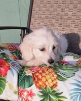 Stella , a female Doxiepoo for sale in Pawnee, OK – 2 of 10