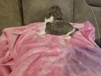 Violet, a female Miniature Dachshund for sale in Pawnee, OK – 3 of 10
