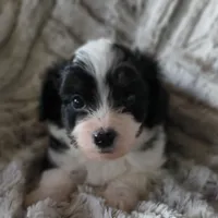 Sticks, a male Miniature Aussiedoodle for sale in Pawnee, OK – Photo 3 of 4