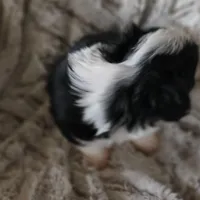 Sticks, a male Miniature Aussiedoodle for sale in Pawnee, OK – Photo 2 of 4