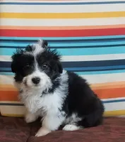 Sticks, a male Miniature Aussiedoodle for sale in Pawnee, OK – Photo 3 of 8