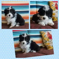 Sticks, a male Miniature Aussiedoodle for sale in Pawnee, OK – Photo 4 of 8