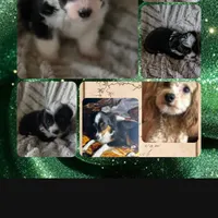 Sticks, a male Miniature Aussiedoodle for sale in Pawnee, OK – Photo 4 of 4