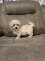 Colin, a female Bichon Frise and Poodle - Toy  for sale in Pawnee, OK – 7 of 8
