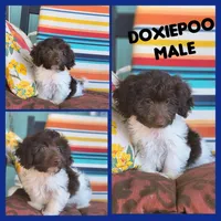 Pooch, a male Doxiepoo for sale in Pawnee, OK – Photo 1 of 10