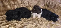 Pooch, a male Doxiepoo for sale in Pawnee, OK – Photo 2 of 4