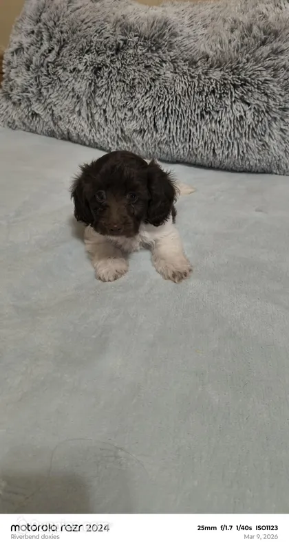 Pooch – Doxiepoo puppy for sale in Pawnee, OK