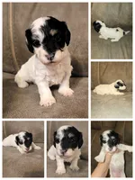 Moana, a female Doxiepoo for sale in Pawnee, OK – 2 of 2