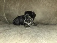 Prince, a male Yorkipoo for sale in Pawnee, OK – 5 of 6
