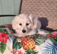 Stella , a female Doxiepoo for sale in Pawnee, OK – 3 of 10