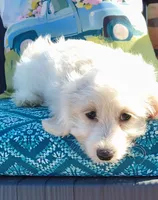 Lexi, a female Doxiepoo for sale in Pawnee, OK – 1 of 10