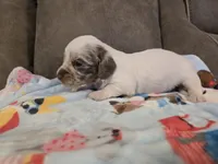 Ollie, a male Miniature Dachshund for sale in Pawnee, OK – 5 of 10