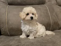 Colin, a female Bichon Frise and Poodle - Toy  for sale in Pawnee, OK – 5 of 8